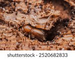 The European spruce bark beetle (Ips typographus) on spruce tree