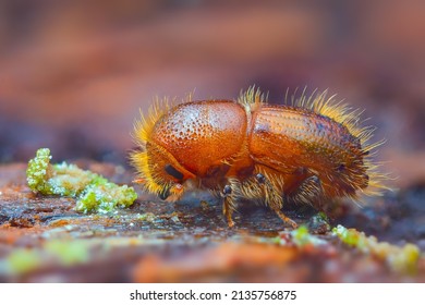 The European Spruce Bark Beetle - Ips Typographus