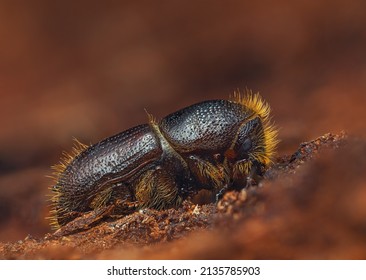 The European Spruce Bark Beetle - Ips Typographus