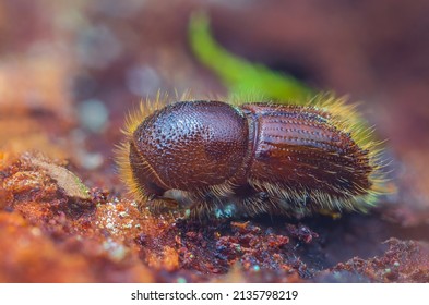 The European Spruce Bark Beetle - Ips Typographus