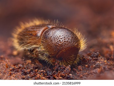 The European Spruce Bark Beetle - Ips Typographus