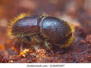 The European Spruce Bark Beetle - Ips Typographus