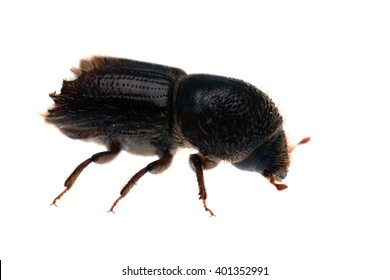 European spruce bark beetle Ips typographus isolated on white