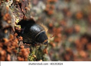 European spruce bark beetle Ips typographus