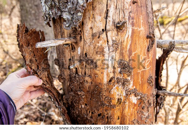 European spruce bark beetle (Ips\
typographus)damaged spruce tree(Picea abies) in spring forest.\
Person hand showing underneath the dead loose tree bark. They feed\
on and break down dead plant\
matter