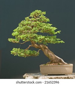 European Spruce Bonsai