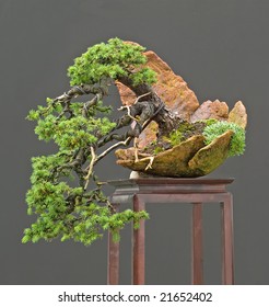 European Spruce Bonsai