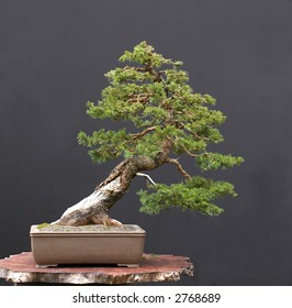 European Spruce Bonsai