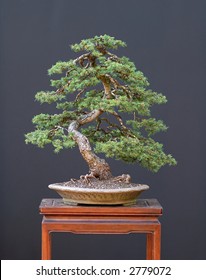 European Spruce Bonsai