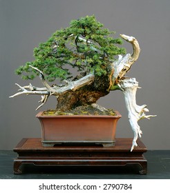 European Spruce Bonsai