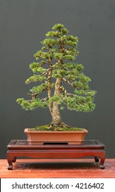 European Spruce Bonsai