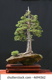 European Spruce Bonsai