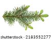 spruce isolated
