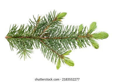 European spruce (Picea abies) branch with young spring needles isolated on white background, no shadows, clipping path. Forest and trees theme.