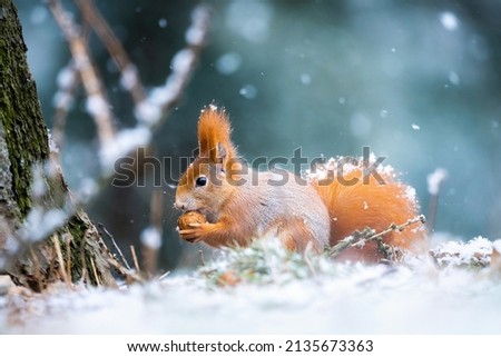 European squirrel in winter on feeder