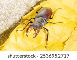 European stag beetle, Lucanus cervus, male with large mandibles close-up, macro wild animal in Spain, Europe