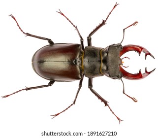 The European stag beetle Lucanus cervus male is species of stag beetle from family Lucanidae. Dorsal view of male stag beetle Lucanus cervus isolated on white background.