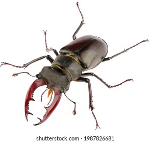 The European stag beetle Lucanus cervus male is species of stag beetle from family Lucanidae. Front view of male stag beetle Lucanus cervus isolated on white background.