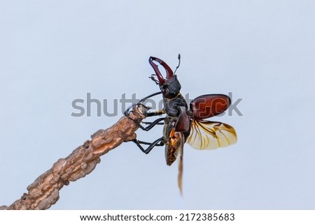 European stag beetle - Lucanus cervus is widespread across Europe.  Male specimen on a branch in flight.