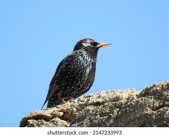 European Starling Enjoying A Beautiful Spring Day In Montgomery County, Pennsylvania.