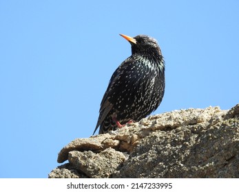 European Starling Enjoying A Beautiful Spring Day In Montgomery County, Pennsylvania.