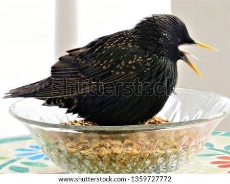European Starling enjoying some bird seed from a pretty glass dish.                          