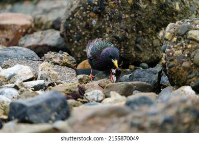 European Starling feeding at seaside beach, and caught small crabs as foods. It is stocky and dark overall. Short tail, triangular wings, and long, pointed bill. Close look reveals beautiful plumage.