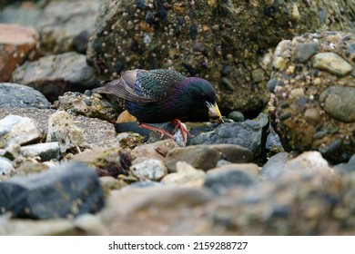 European Starling feeding at seaside beach, and caught small worms as foods. It is stocky and dark overall. Short tail, triangular wings, and long, pointed bill. Close look reveals beautiful plumage.