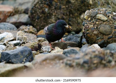 European Starling feeding at seaside beach, and caught small worms as foods. It is stocky and dark overall. Short tail, triangular wings, and long, pointed bill. 