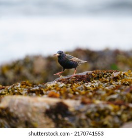 European Starling feeding at seaside beach, and caught small worms as foods. It is stocky and dark overall. Short tail, triangular wings, and long, pointed bill.