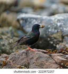 European Starling Feeding At Seaside Beach, It Is Stocky And Dark Overall. Short Tail, Triangular Wings, And Long, Pointed Bill. 