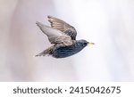 European starling in flight with a winter background.