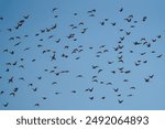 European Starling flock flying in the sky. they are now the most numerous songbirds. They are stocky black birds with short tails, triangular wings, and long, pointed bills.