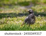 European Starling in grass against a blurred background. Native to Europe, but introduced into New York Central Park in the late 1890s, European Starling is one of North America most common birds