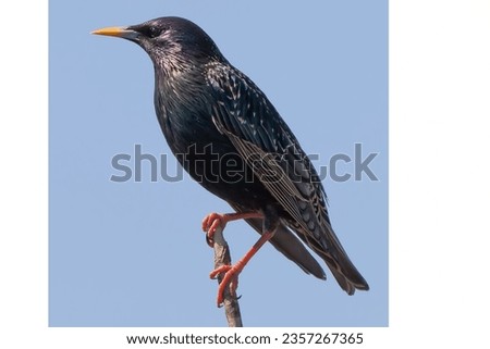European Starling: A highly adaptable bird with iridescent feathers.