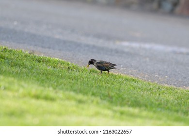 European Starling looking for foods on meadow. It is stocky and dark overall. Short tail, triangular wings, and long, pointed bill. Close look reveals beautiful plumage.