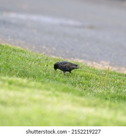 European Starling looking for foods. It is stocky and dark overall. Short tail, triangular wings, and long, pointed bill. Close look reveals beautiful plumage. 