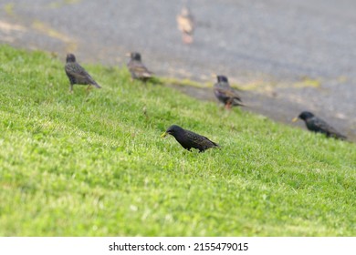 European Starling looking for foods. It is stocky and dark overall. Short tail, triangular wings, and long, pointed bill. Close look reveals beautiful plumage. 