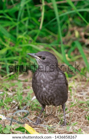 Similar – Image, Stock Photo juvenile starling on lawn