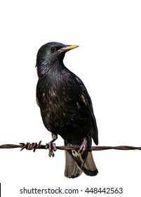 European Starling On White Background, Isolated