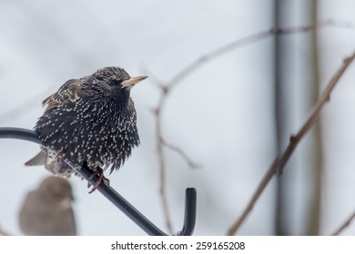 European Starling Perched On A Bird Feeder In Lexington, Kentucky During Winter Storm Thor.