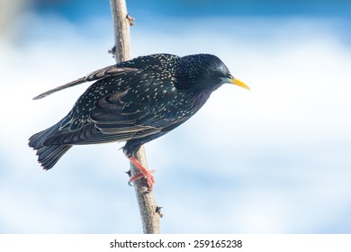 European Starling Perched On A Branch In Lexington, Kentucky During Winter Storm Thor.