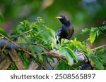 European Starling Perched on Fence Surrounded by Green Leaves