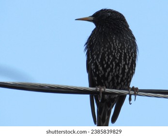 European Starling showing off his black and white feathers on the utility pole wires in Phoenix, Arizona. - Powered by Shutterstock