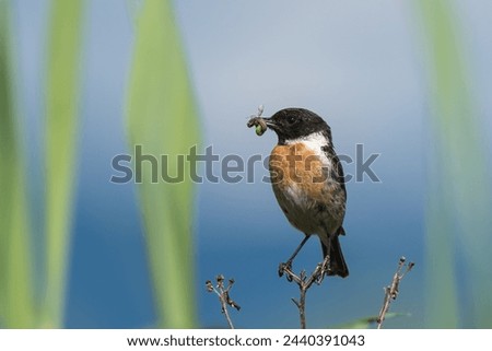 European stonechat on dried plant, with caterpillar in beak