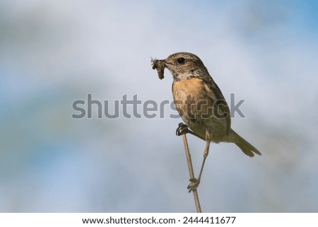 European stonechat on dried plant, with caterpillar in beak