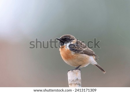 Similar – Image, Stock Photo Pretty bird Beautiful Life