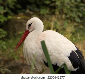 european stork close up near colorful - Shutterstock ID 2230641377