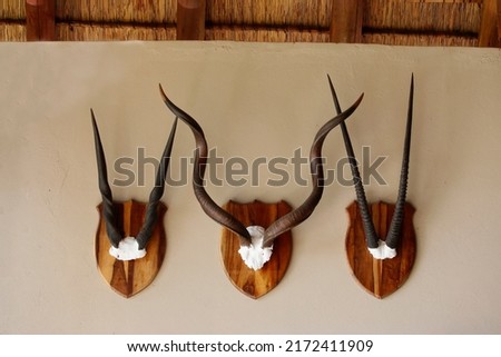 European style taxidermy mounts left to right are African Eland, Kudu and Gemsbok mounted on wooden plaques and hanging on the interior wall of a thatched roof building.