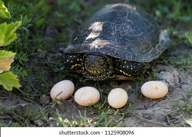 6,405 Turtle eggs Images, Stock Photos & Vectors | Shutterstock